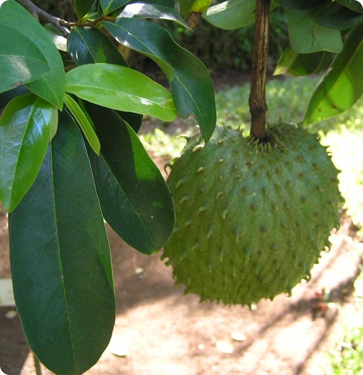 Soursop Leaves